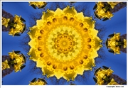 Daffodil pattern 1